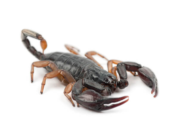 yellow-tailed scorpion