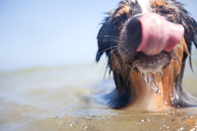 Dog in the sea