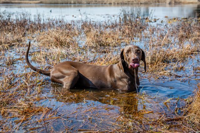 Dog at RSPB Titchwell Marsh