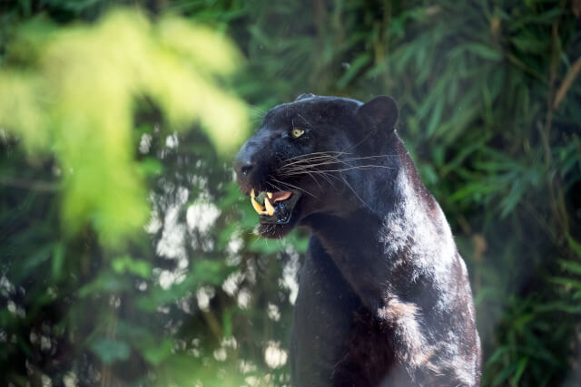 black leopard exmoor zoo devon