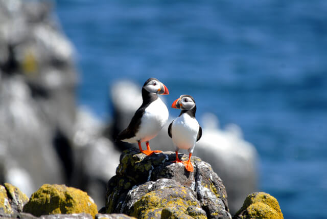 puffins on lundy island