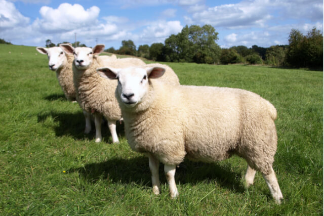 sheep in a field in devon