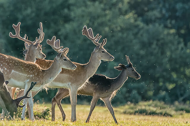Herd of fallow deer in the New Forest, Hampshire