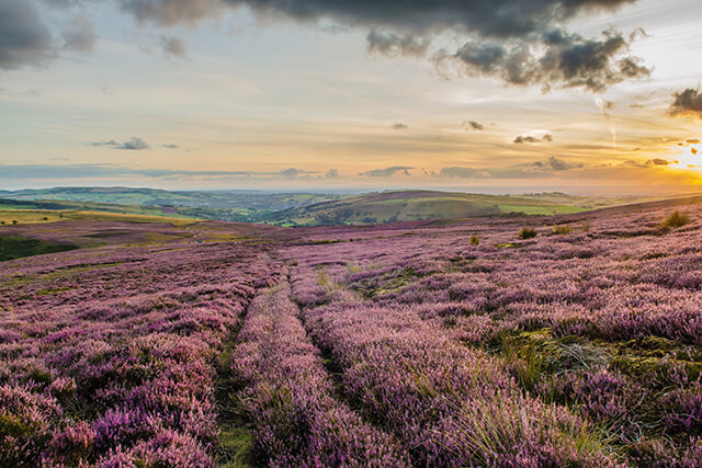 Field of purple heather in the Peak District National Park, Derbyshire