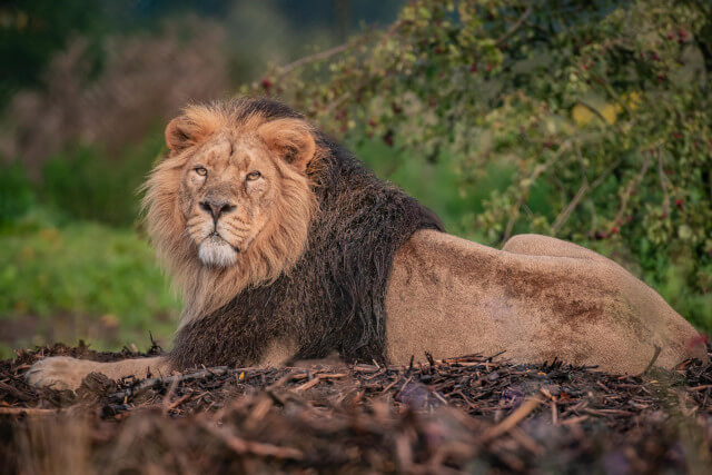 Asiatic lion Iblis steps into a huge new home at Chester Zoo