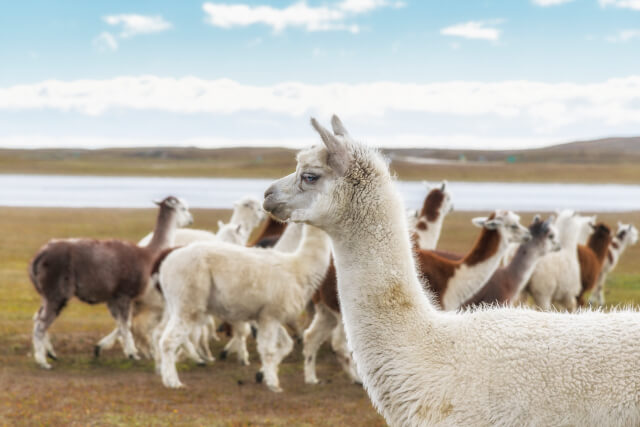 Llama Trekking 