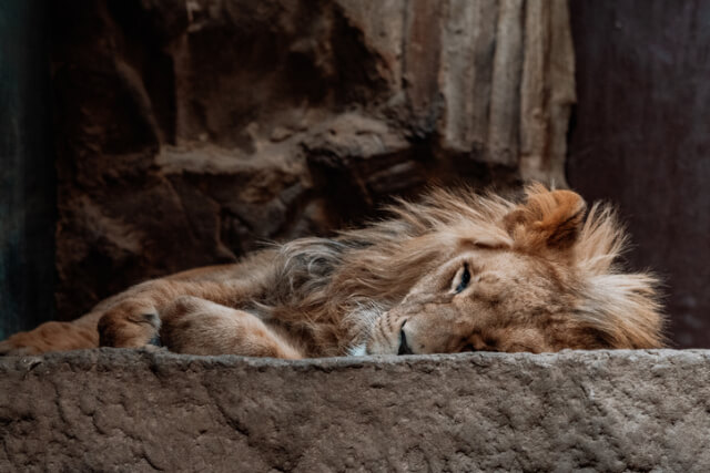 Sleeping Lion