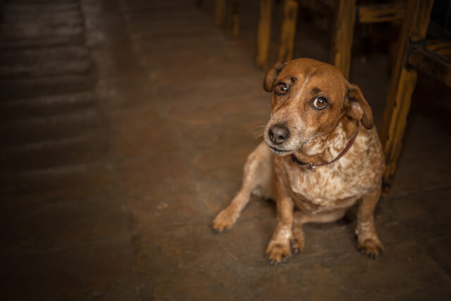 dog friendly pub in Llandudno 