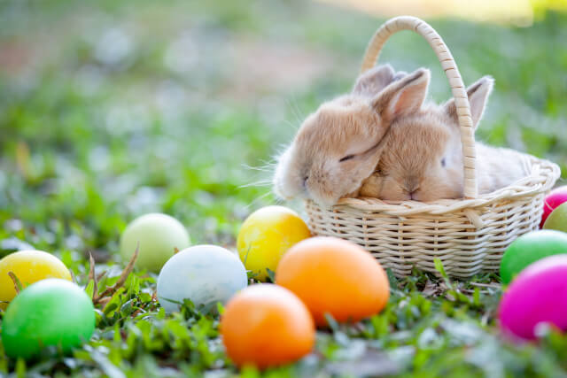 bunnies in a basket surrounded by Easter eggs