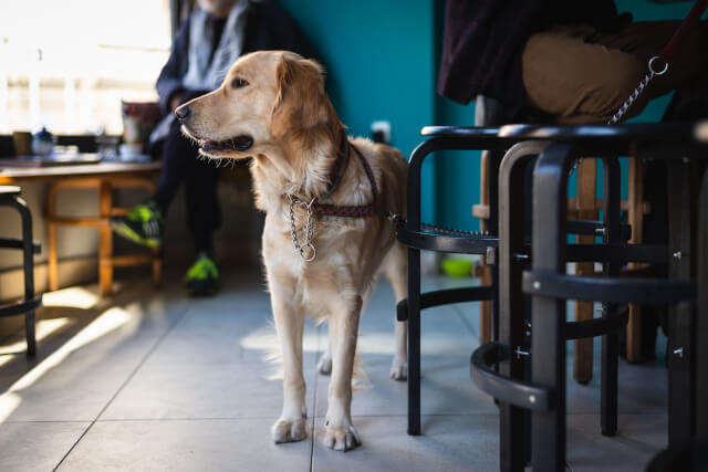 Dog in a pub