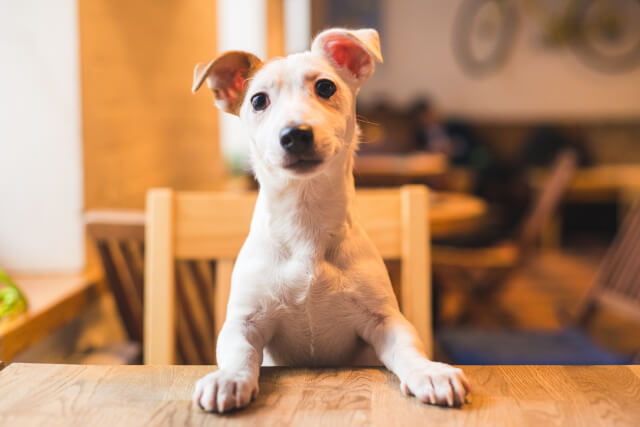 Dog sat at the table in a pub