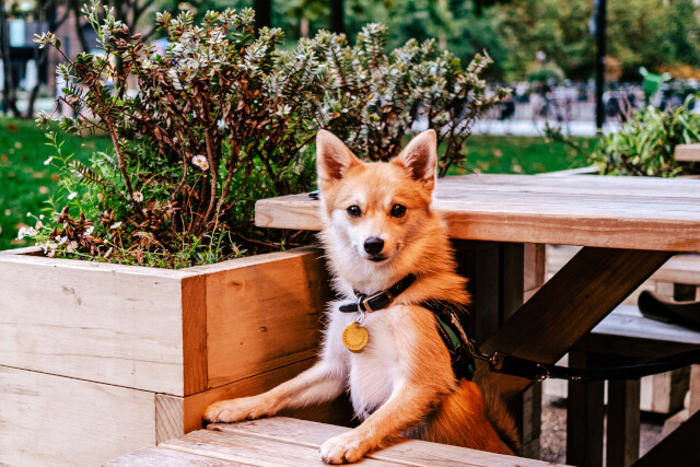 dog at a picnic bench