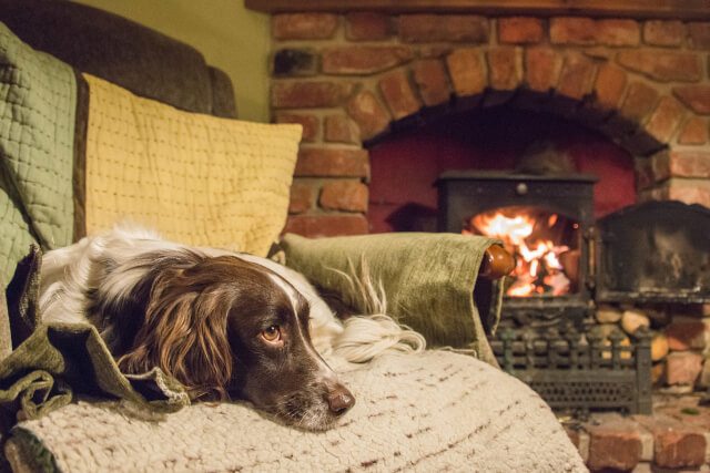 dog sitting on a sofa by a fire