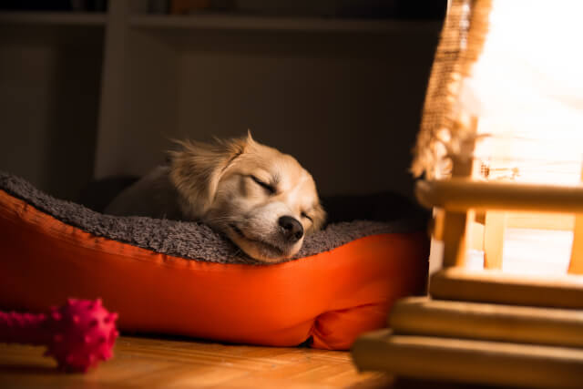 Dog sleeping in a basket