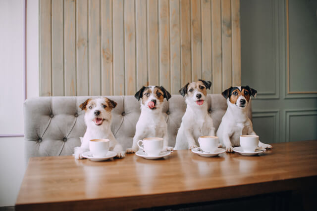 dogs sat in front of coffee cups in a cafe