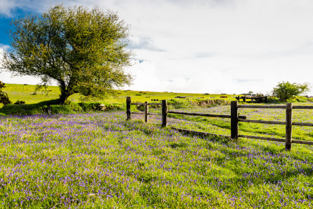 Countryside in Devon