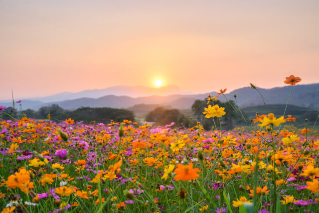  flowers in fields