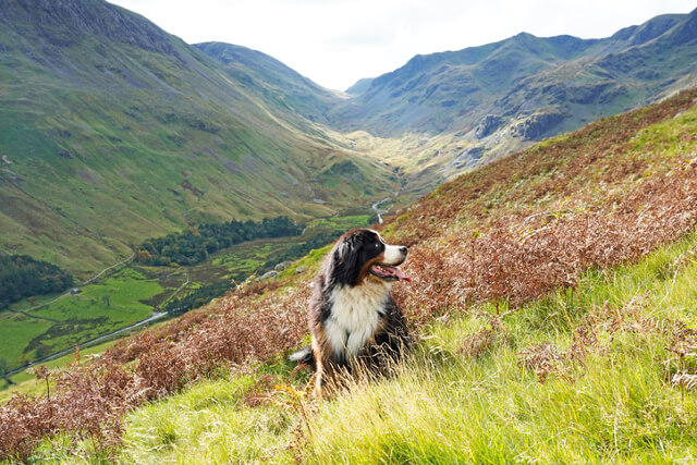 Dog on Helvellyn