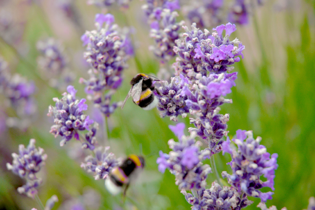 Bumblebees flying and pollinating 