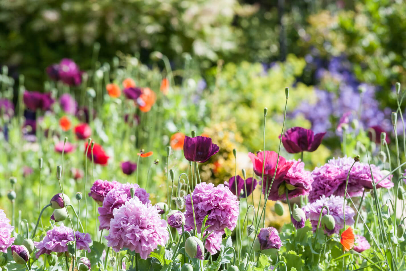 Gardening for Beginners