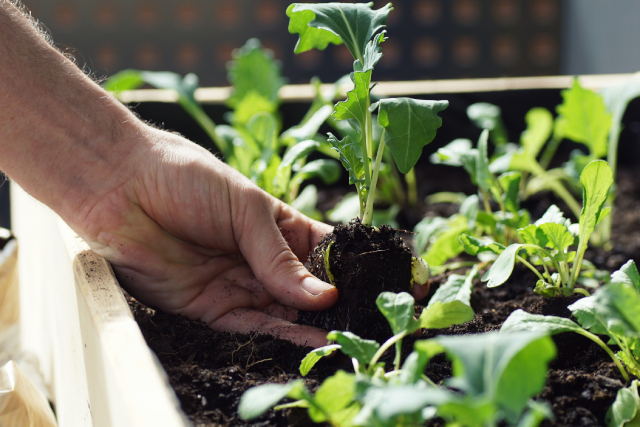 planting vegetable seedlings