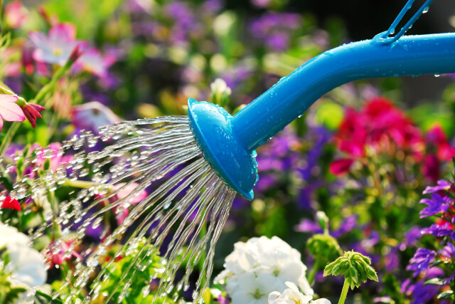 Watering flowers