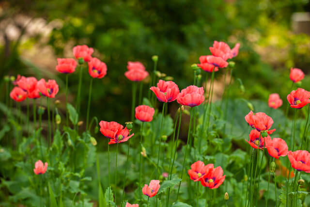 bright flowering poppies