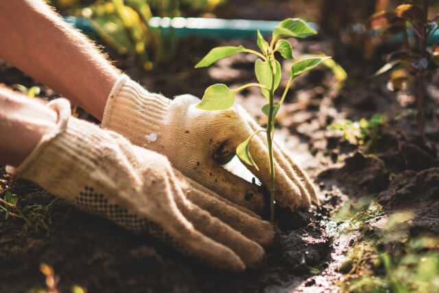 plant in the soil 