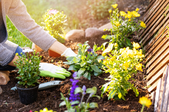 planting flowers in garden