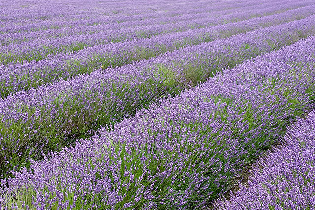 Hitchin Lavender, Hertfordshire