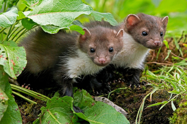 Photo of Mustelids from iStock