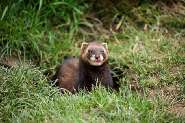 Picture of a Polecat taken from iStock