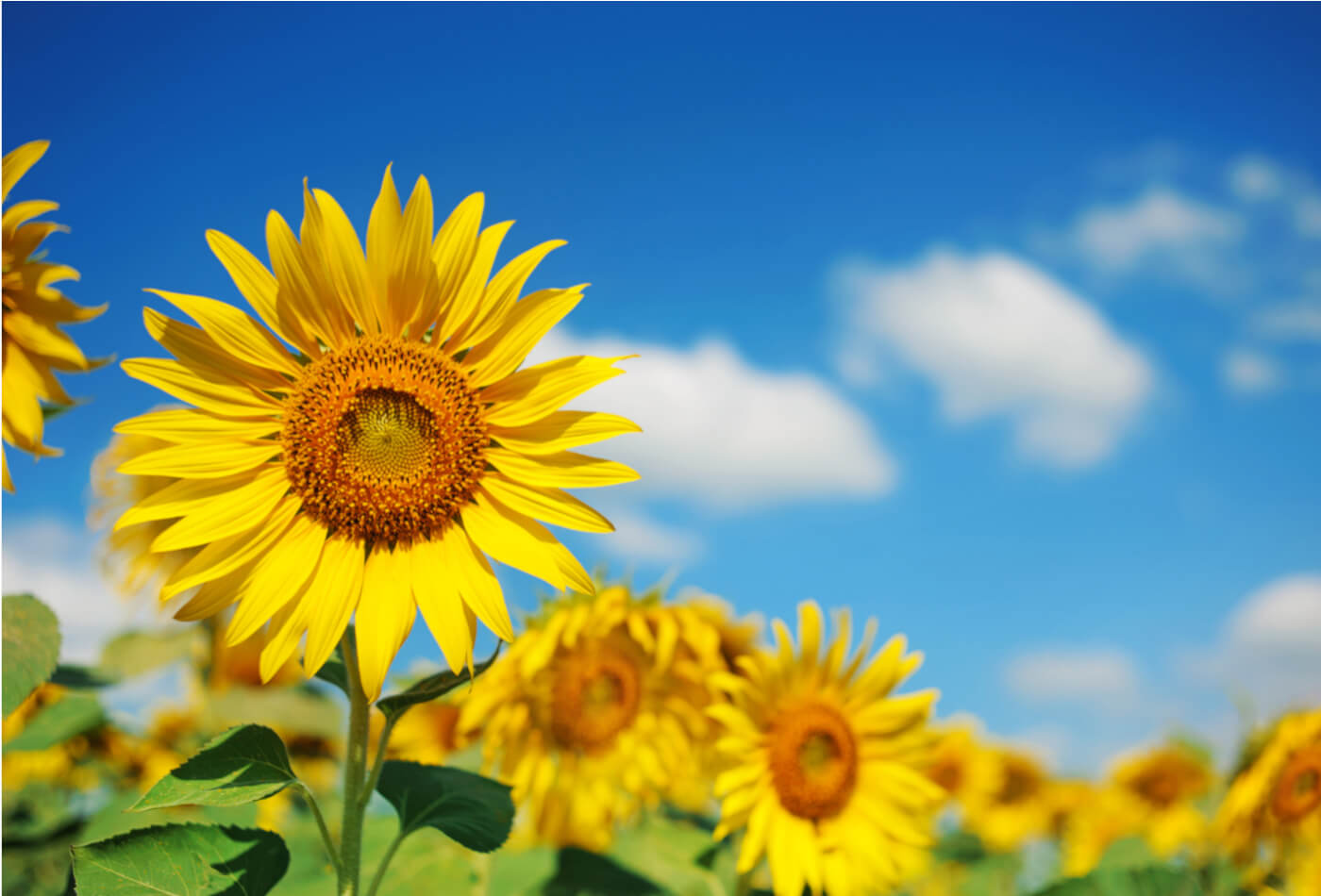 sunflowers