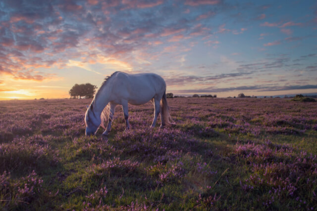 New Forest