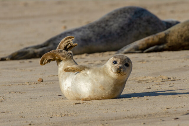 Seals on beach at Horsey, Norfolk