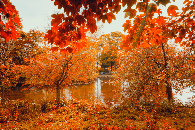 Red Leaves Autumn UK