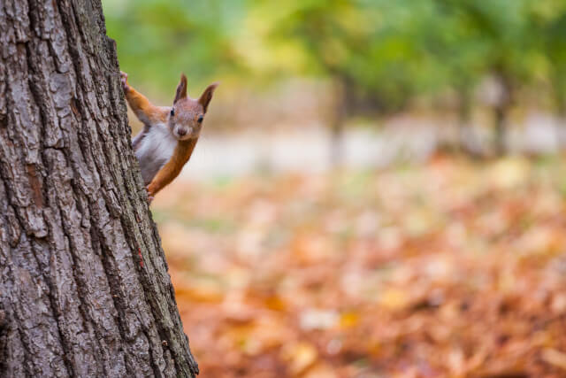 Squirrel Autumn UK