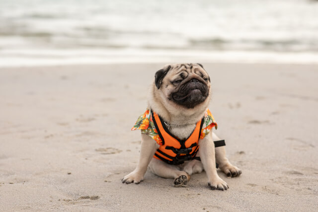 Pug on Titchwell Beach