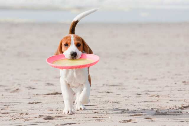 Dog with a frisbee on Waxham Beach