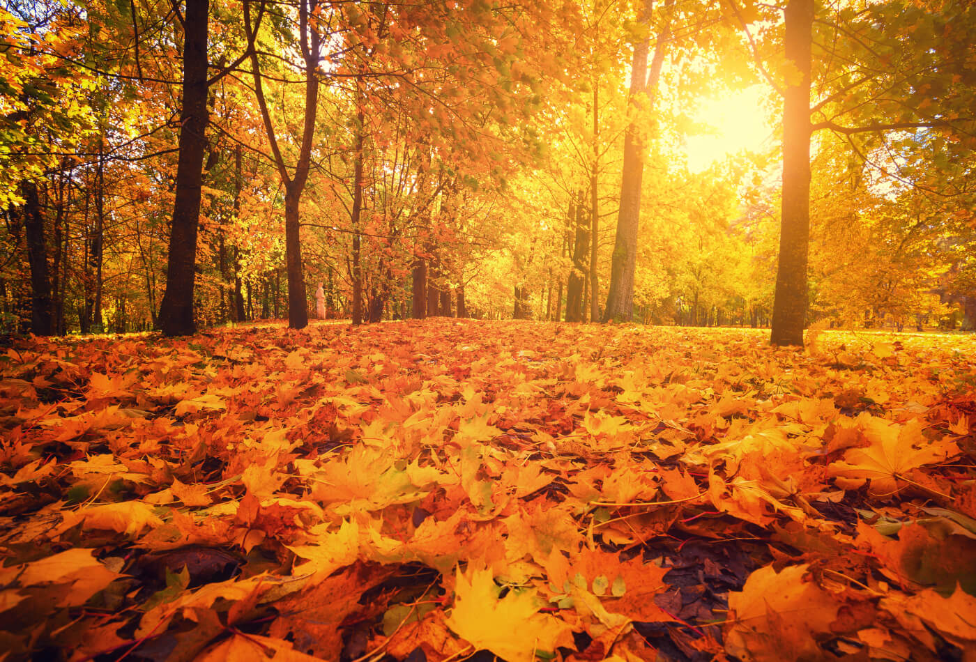 When Does Autumn Start Uk 2024 Wendy Joycelin