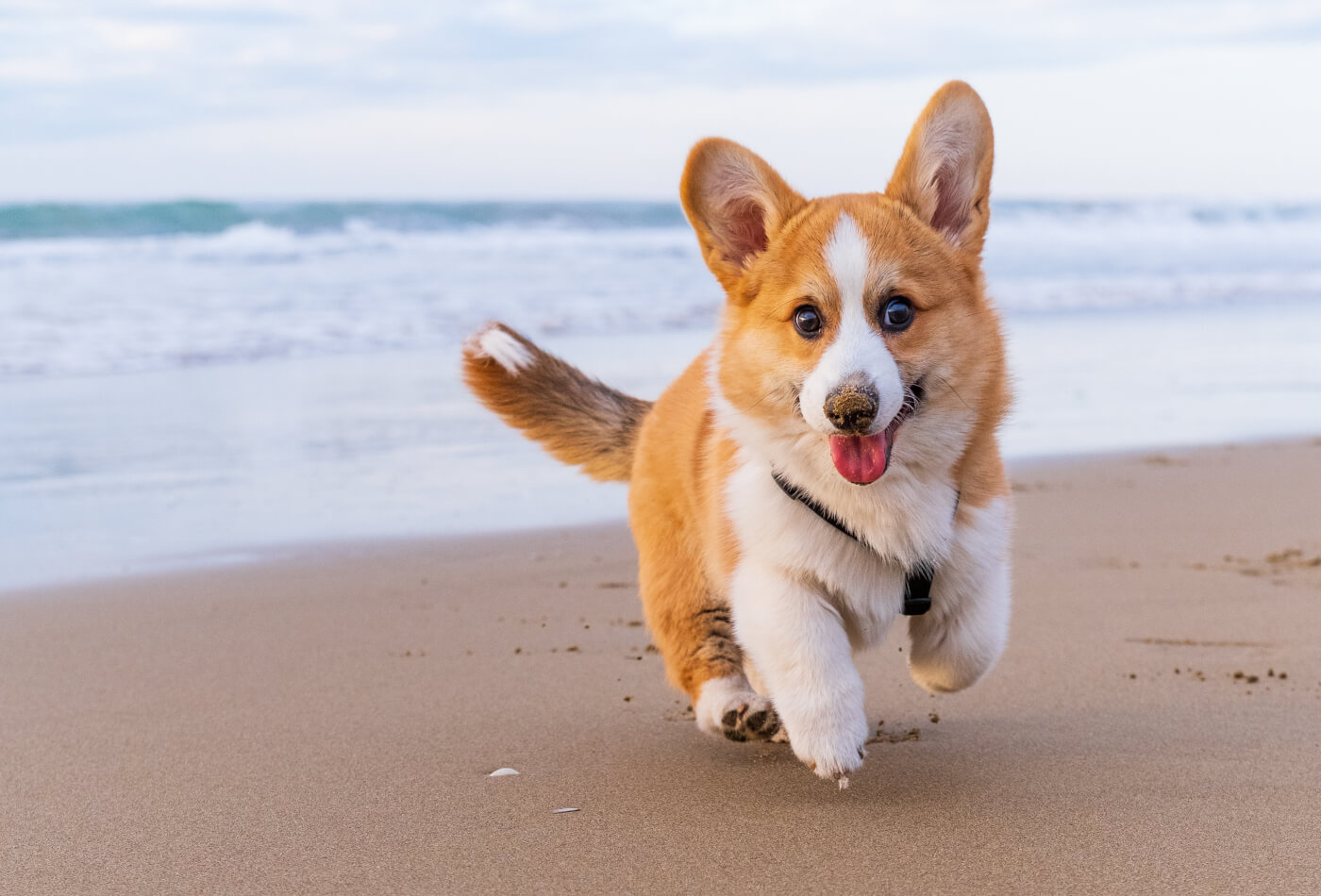 can dogs go on beaches in norfolk