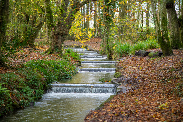 Tehidy Woods