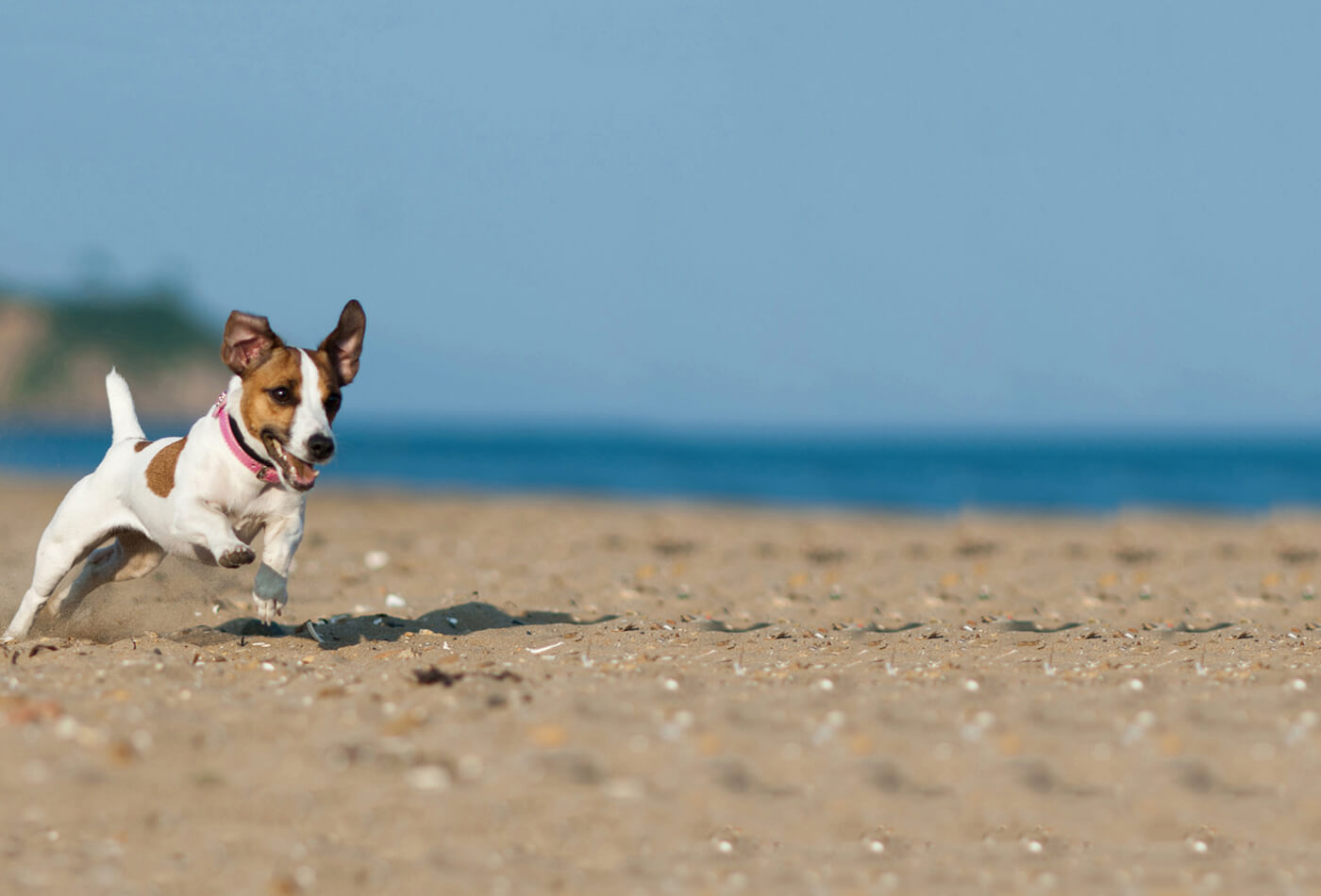 dog-friendly beaches