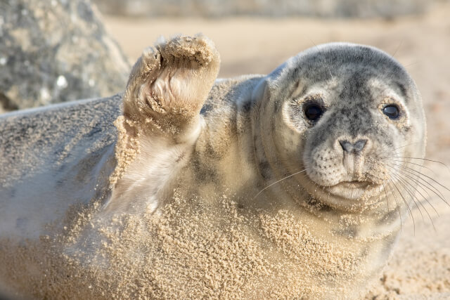 A seal on Horsey Gap