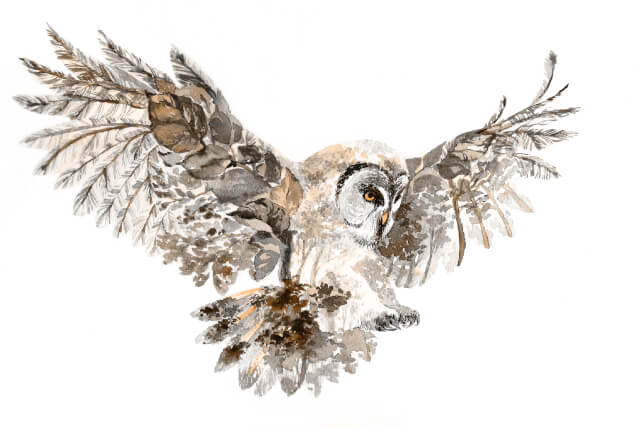 flying owl illustration