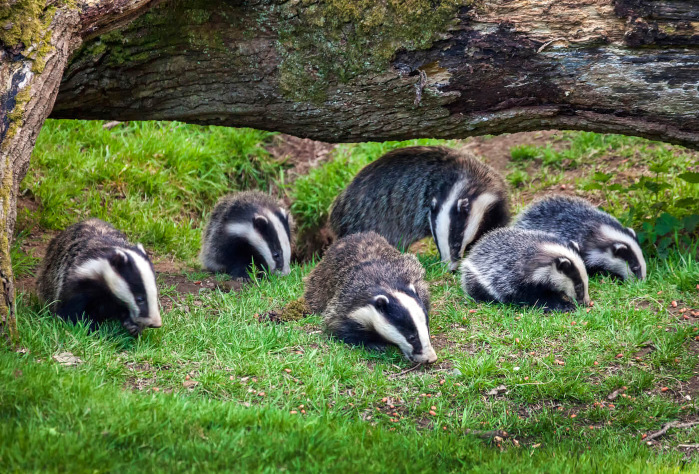 Badger family in woods
