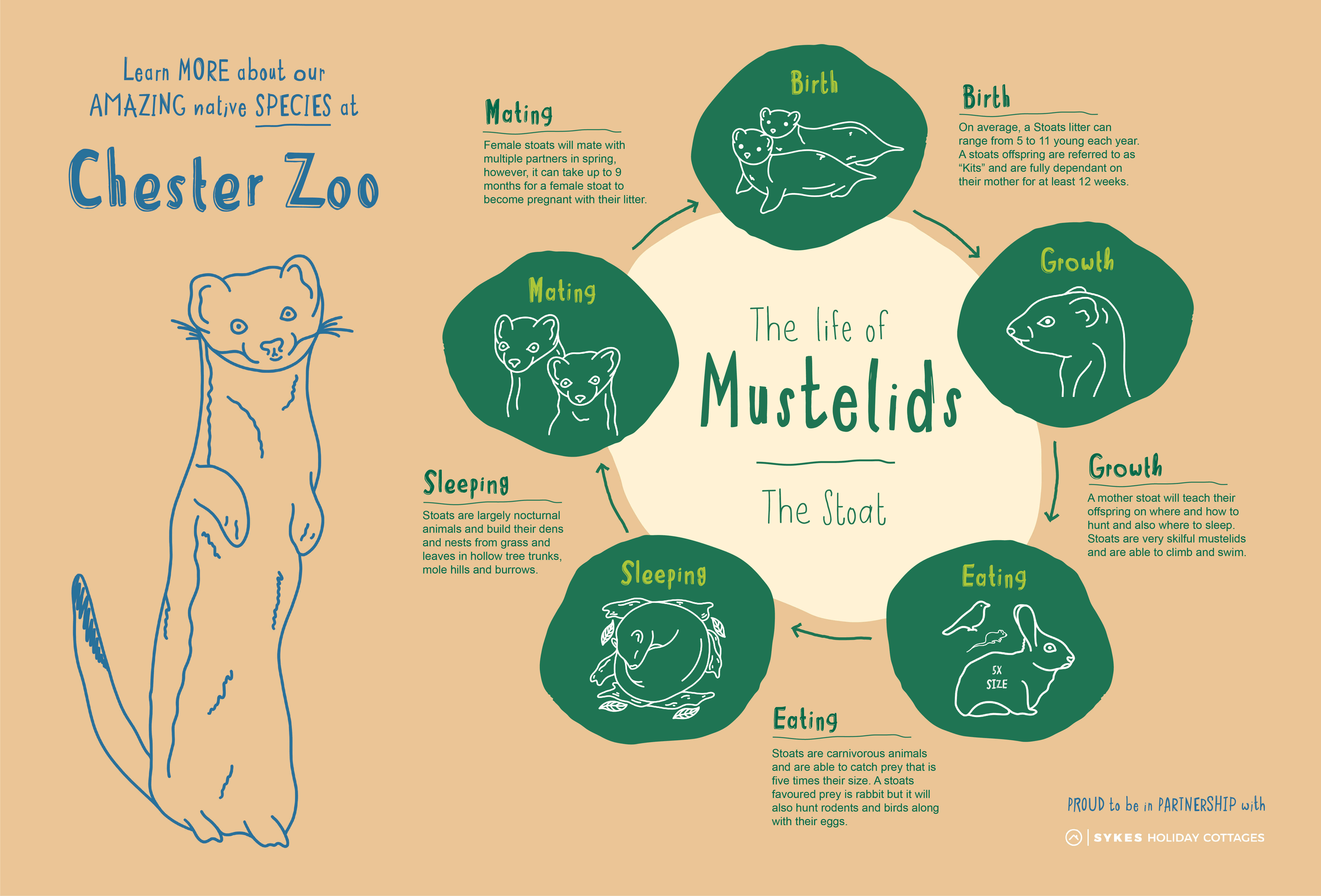 Lifecycle of a Stoat Infographic