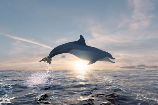 dolphin jumping out of sea