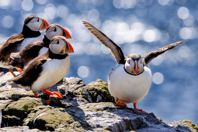 puffins on cliff