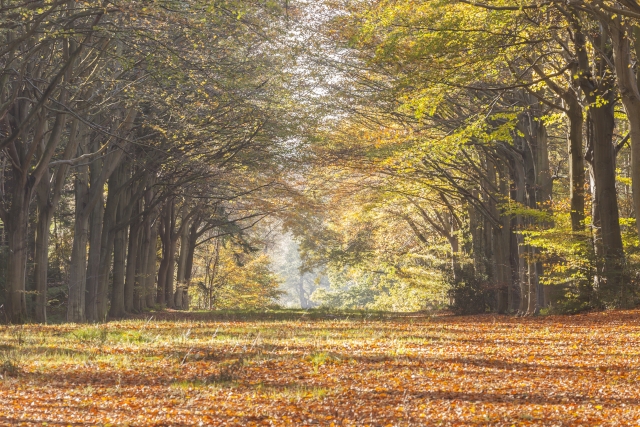 Felbrigg Estate Woods